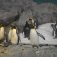 The emperor penguins.